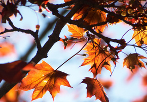 небо, осенние, дерево, макро, листики, свет, Клён, ветки