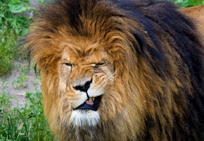 грива, пасть, Лев