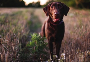 морда, собака, нос, глаза, Пес, лабрадор ретривер