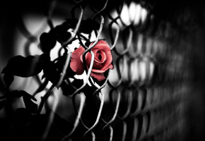 рабица, Роза, сетка, красная