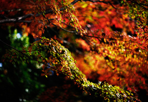 листва, осень, Природа, ветки