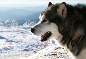 ошейник, Хаски, порода, снег