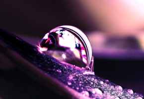 вода, Лист, сиреневый, капля, капельки