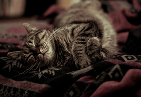 покрывало, спит, уютно, тепло, Котэ