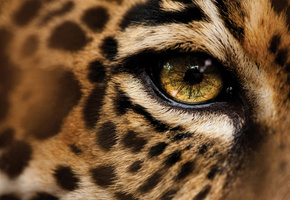 Леопард, макро, глаза