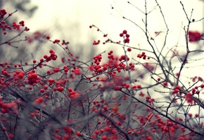 ветки, Природа, ветви, растение, красные, ягоды