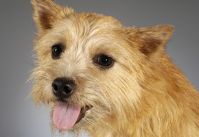 портрет, морда, Собака