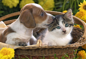 Котенок, цветы, щенок, корзина