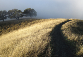 Холм, туман, тропинка, сухая, деревья, трава