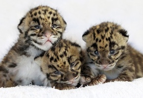 leopard, детеныши, кошка, Леопард