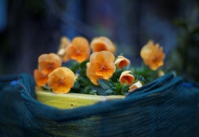 лепестки, цветы, цветение, макро, Фото, растения