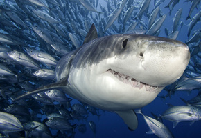 рыбы, море, Белая акула