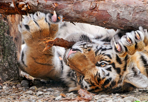 кошка, Тигр, когти, бревно