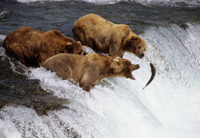 рыбалка, Медведи, рыба