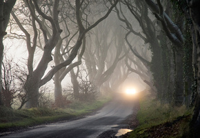 мрак, деревья, Туман, фары, осень, таинственность
