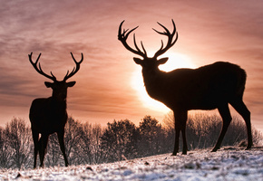 солнце, Олени, зима