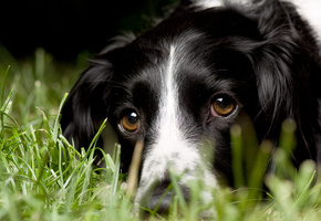 взгляд, трава, Собака, макро