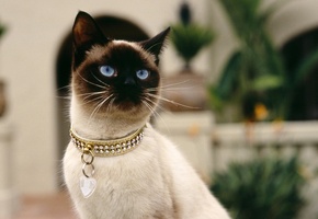 кошка, сиамская, Ошейник