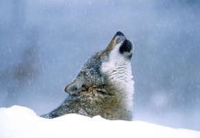 воет, Волк, снег, зима