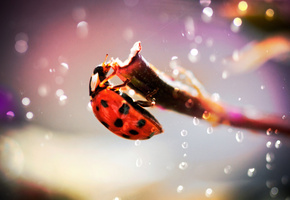 Ladybug, фото, блики, жук, фокус, насекомое, божья коровка