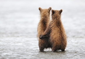 медведь, Животные, мишки, обнимает