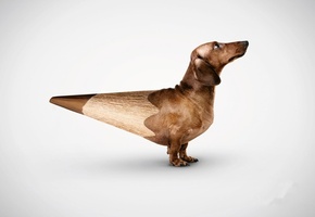 такса, рисовака, Собака