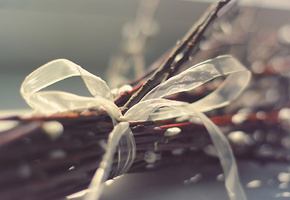 Верба, букет, лента