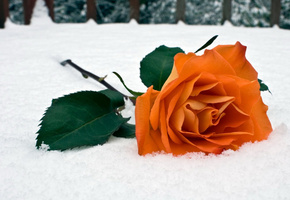 зима, снег, Роза
