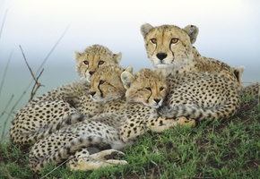 семья, Гепард, мать, детеныши