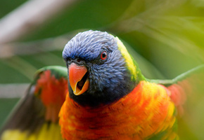 размытость, попугай, Птица