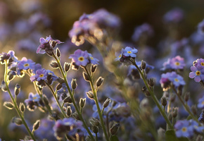 стебли, поле, фиолетовые, растения, Незабудки, цветы