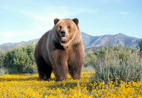 мишка, wallpaper, обои, ромашки, поле, Медведь, гора, миша