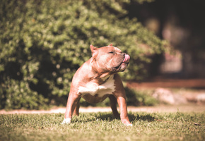 язык, стойка, лужайка, Собака, морда