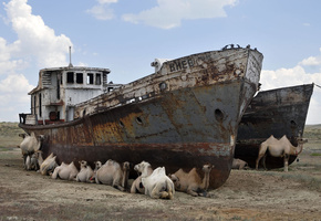 буксиры, Пустыня, верблюды