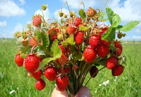 букет, земляника, Ягоды