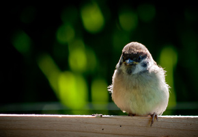 Воробей, клюв, крылья, перья, птица