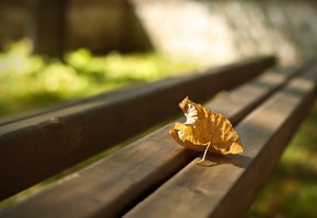 лавочка, осень, листик, скамейка, макро, Фото