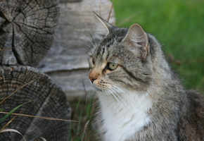 природа, животное, кошка, Кошки, обои, изба, деревня