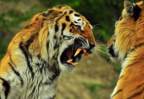 оскал, полосы, пасть, рык, Тигры, зубы