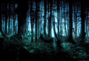 тёмный лес, жудкий лес, Лес