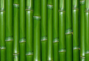 зеленый, бамбук, Текстура