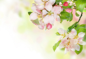 нежность, весна, ветка, цветы, Яблоня