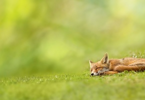 зелень, природа, спит, лисица, рыжая, трава, трава, Лиса
