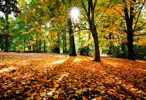 листва, осень, солнце, Прирда, деревья
