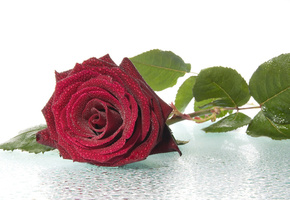 Роза, роса, цветы