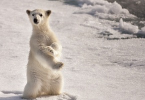 север, Медведь, снег