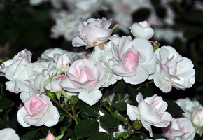 букет, Цветы, белые, розы, нежные