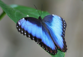 бабочка, зеленый, Голубая, листочек