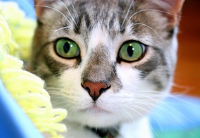 зеленые глаза, взгляд, Кот, мордочка, внимательный