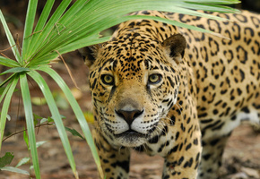 пантера, лист, охота, хищник, Ягуар, дикая кошка, морда